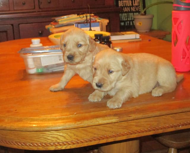 Golden Retriever Puppies media 12