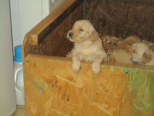 Golden Retriever Puppies media 13