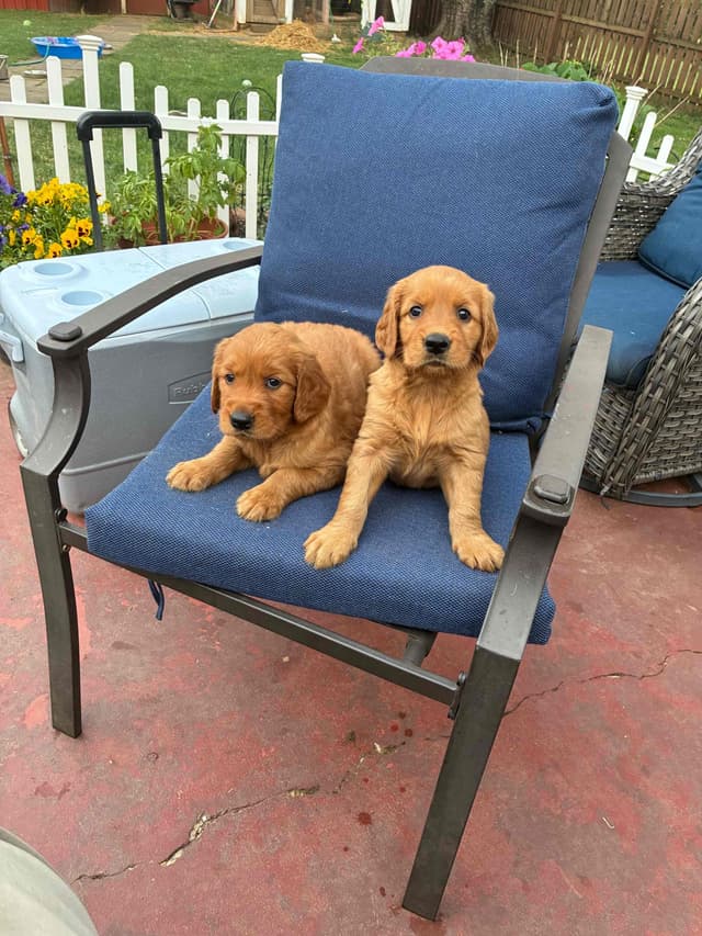 Golden Retriever Puppies media 15