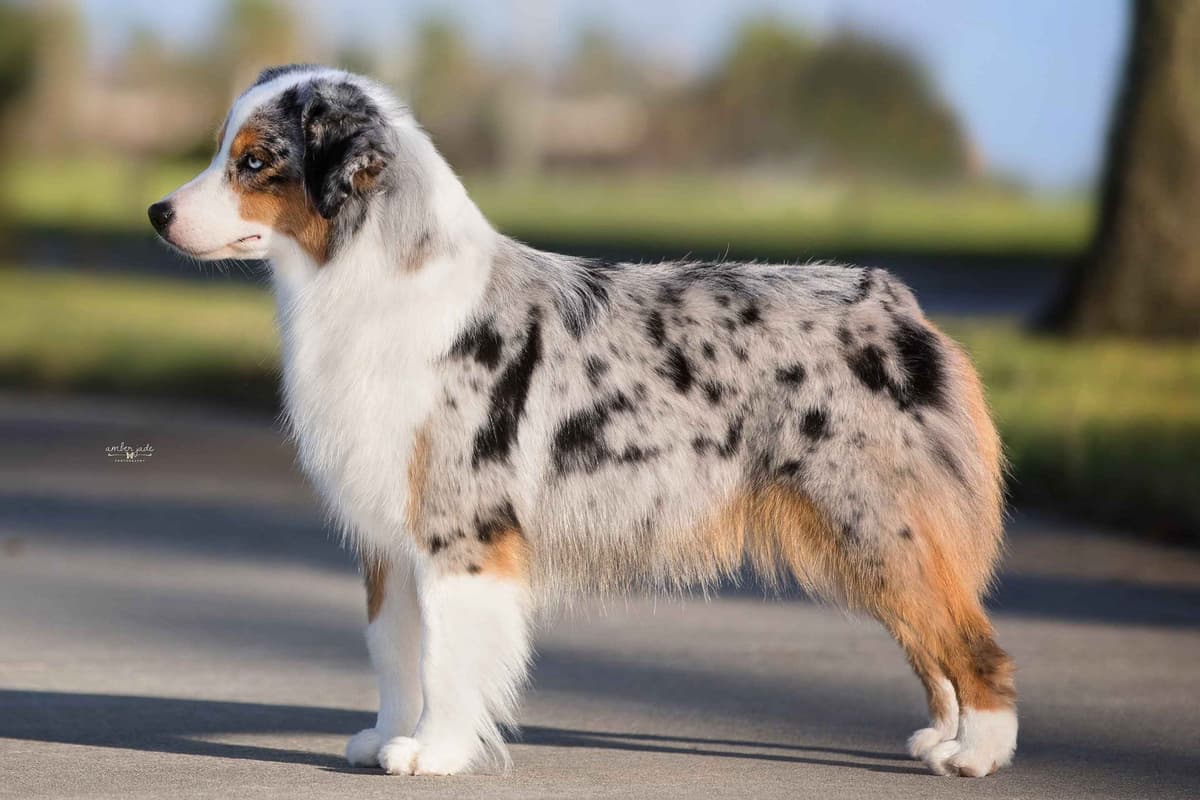 Miniature American Shepherd Puppies breeder image 1