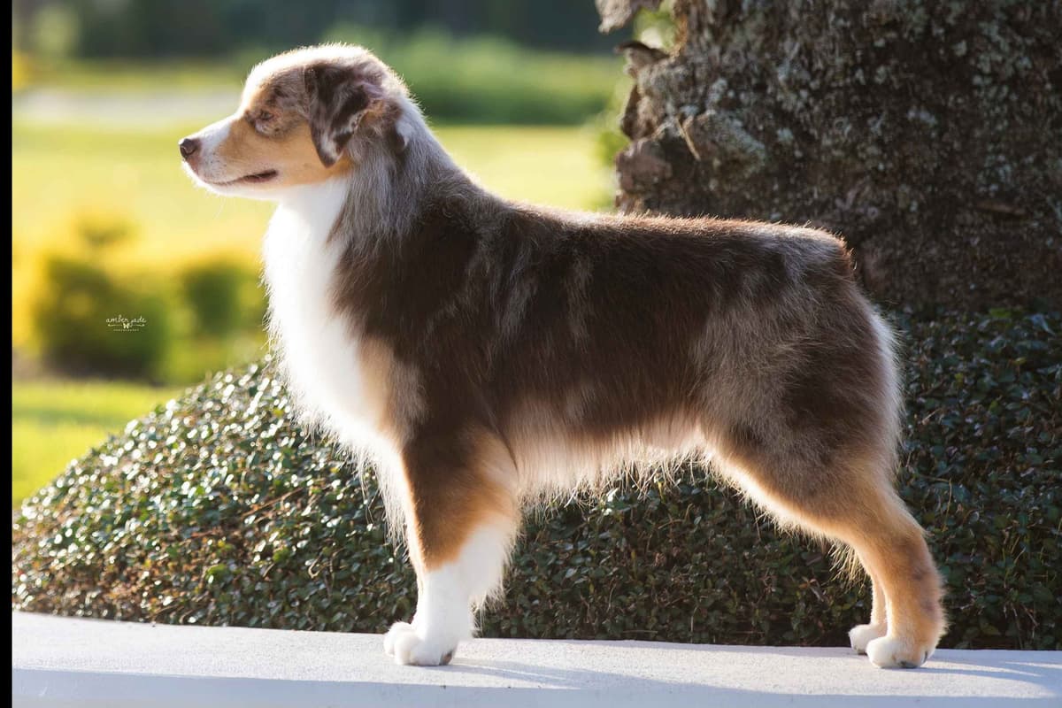 Miniature American Shepherd Puppies breeder image 2