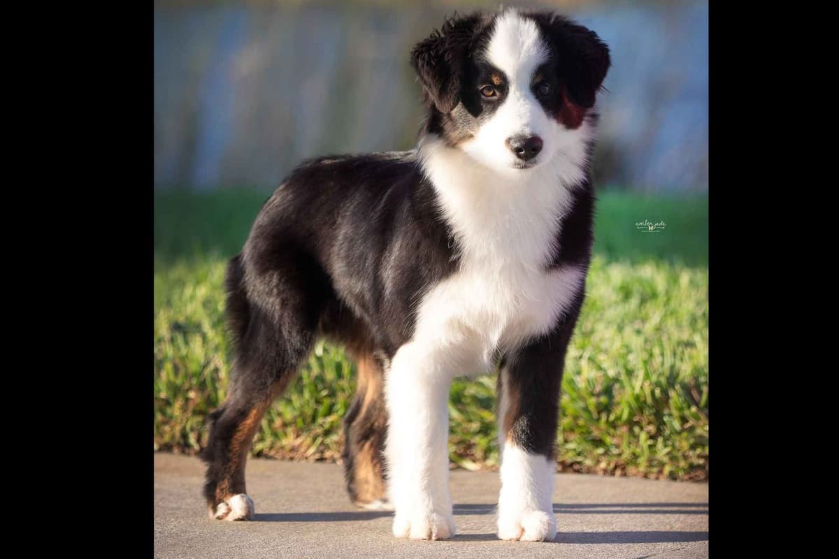 Miniature American Shepherd Puppies breeder image 4