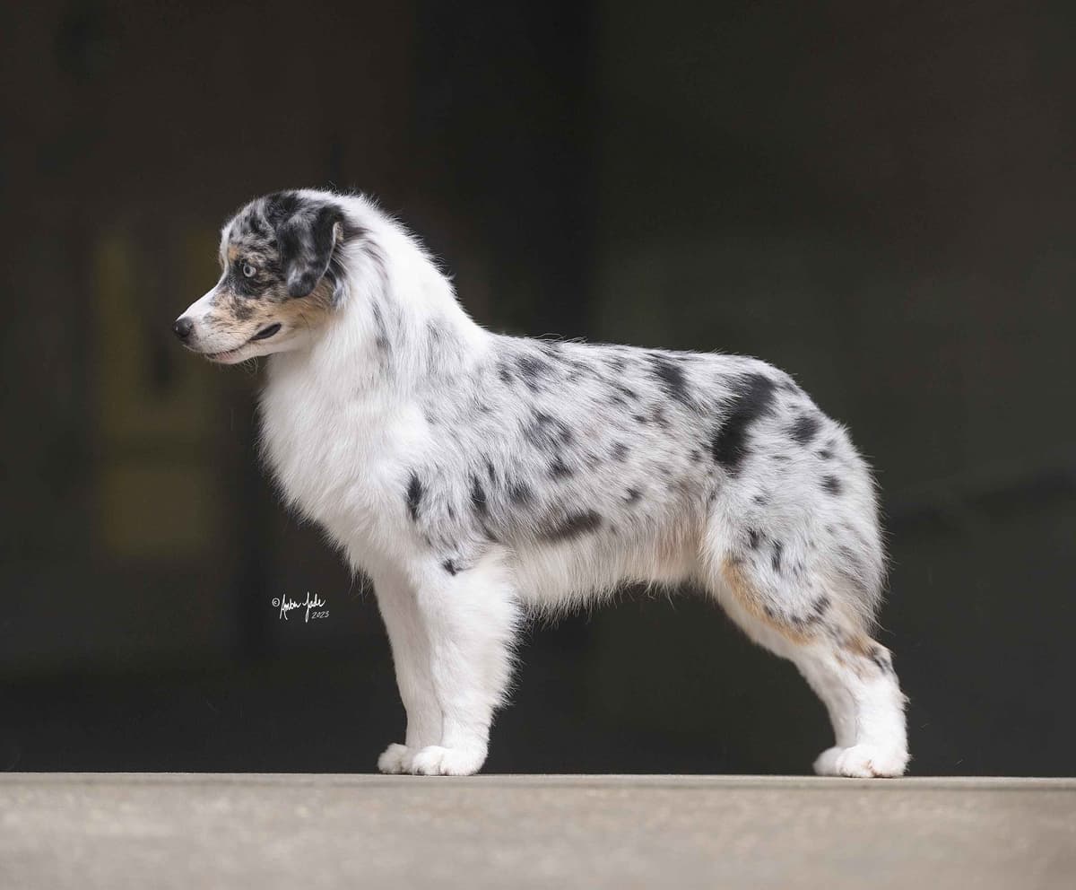 Miniature American Shepherd Puppies breeder image 5