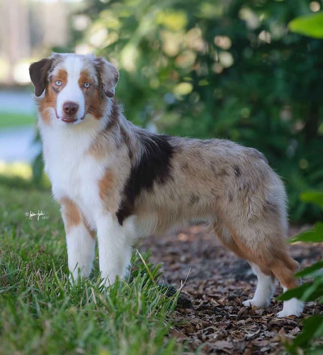 Miniature American Shepherd Puppies media 2