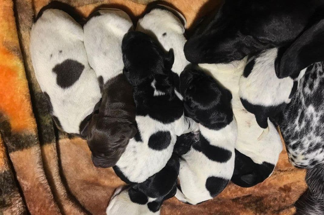 German Shorthaired Pointer Puppies breeder image 4