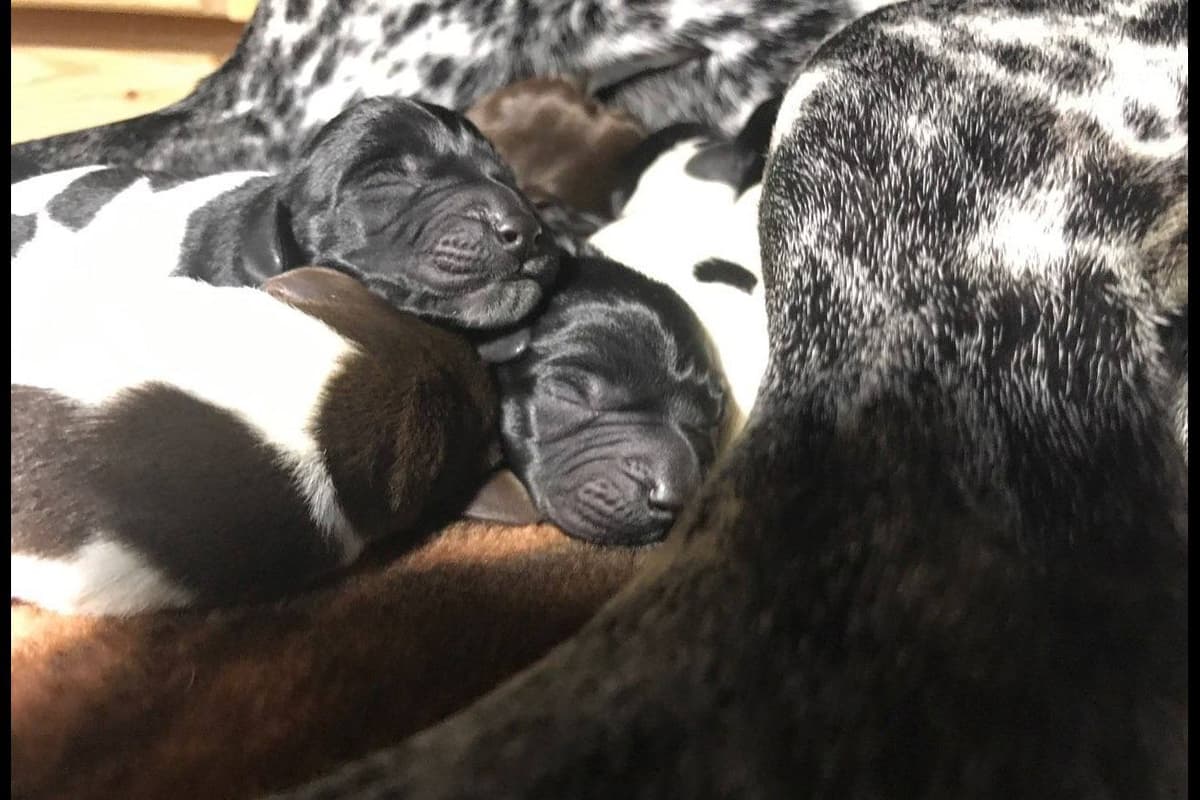 German Shorthaired Pointer Puppies breeder image 5