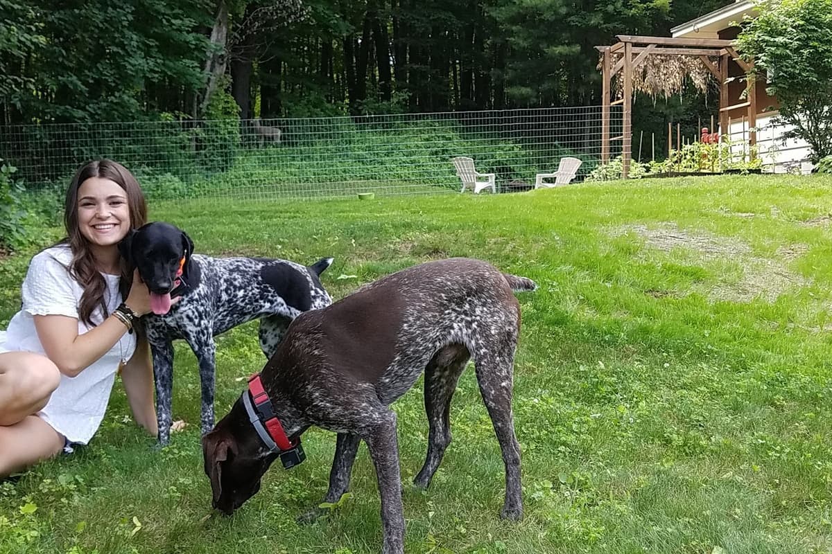 German Shorthaired Pointer Puppies breeder image 7