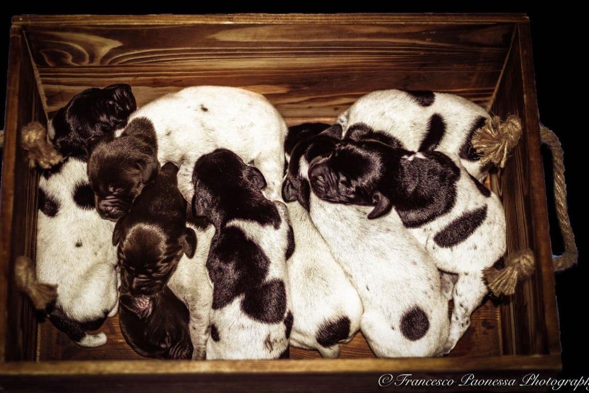 German Shorthaired Pointer Puppies breeder image 9