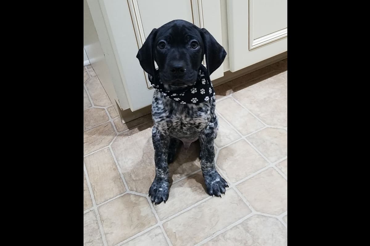 German Shorthaired Pointer Puppies breeder image 11