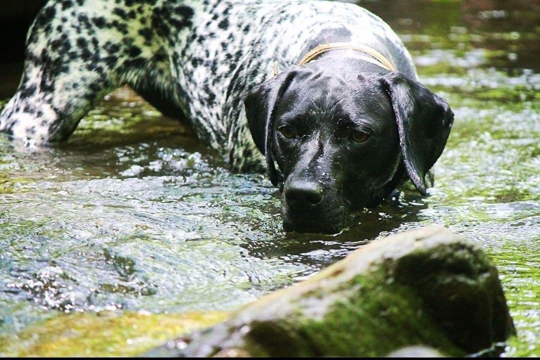 German Shorthaired Pointer Puppies breeder image 3