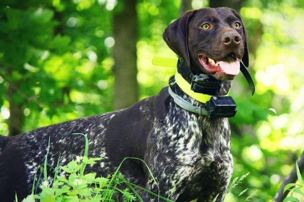 German Shorthaired Pointer Puppies breeder image 10