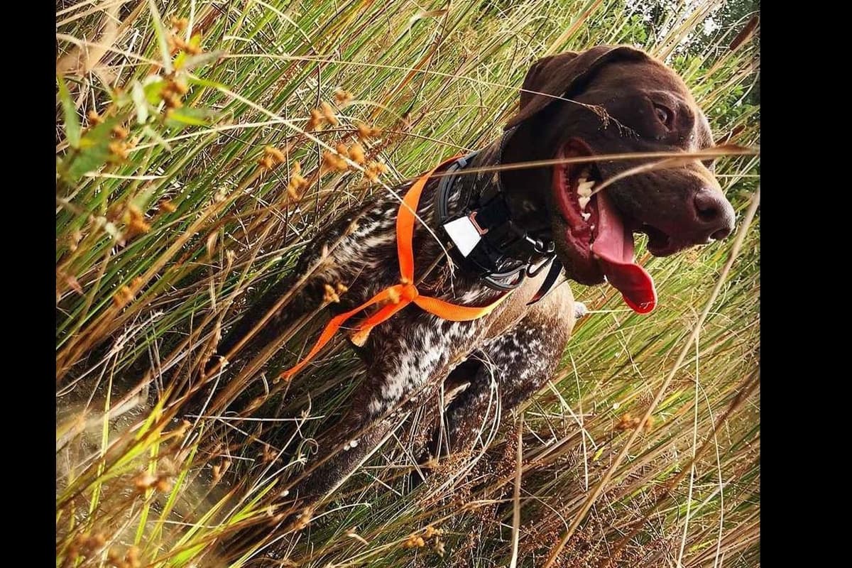 German Shorthaired Pointer Puppies breeder image 13