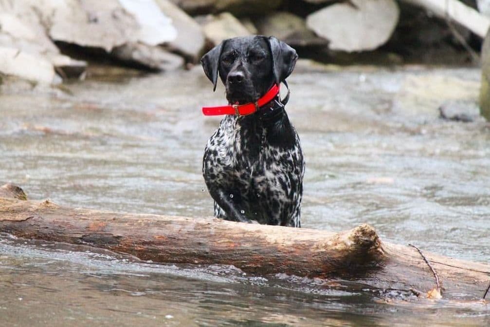 German Shorthaired Pointer Puppies breeder image 15