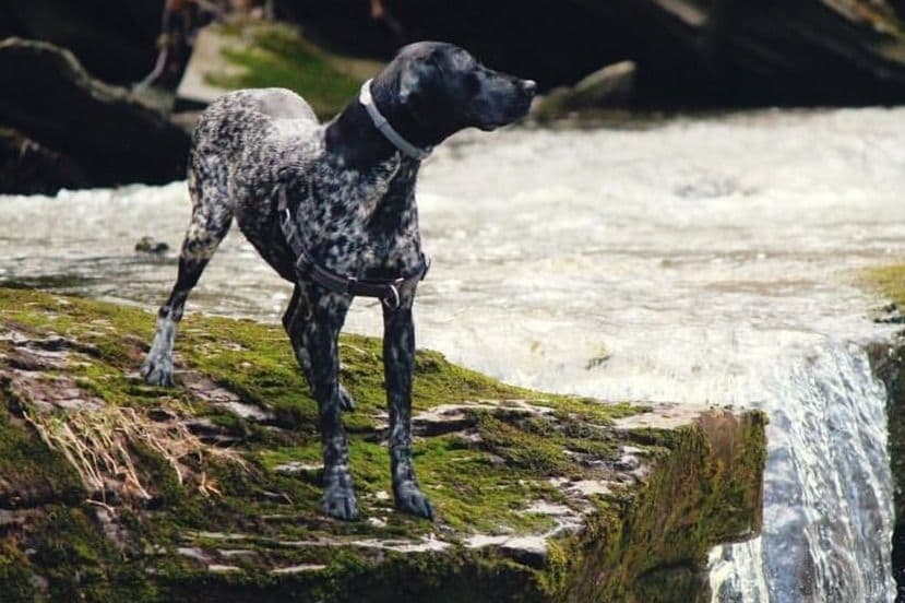 German Shorthaired Pointer Puppies breeder image 18
