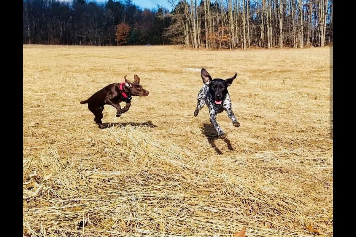 German Shorthaired Pointer Puppies breeder image 19