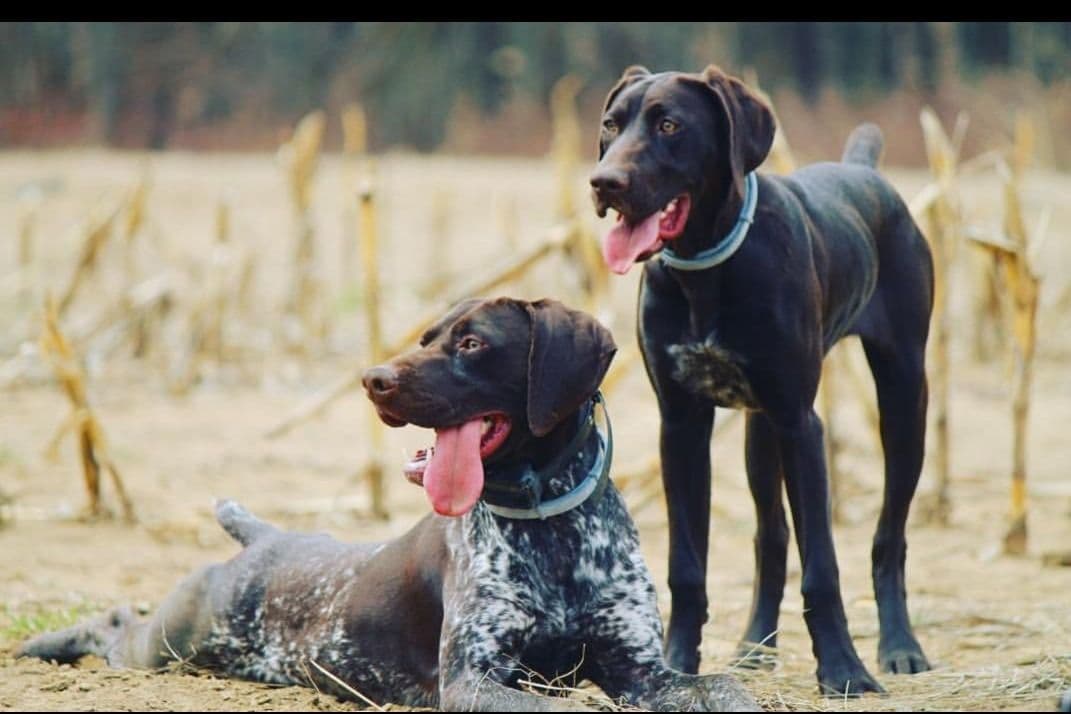 German Shorthaired Pointer Puppies breeder image 20