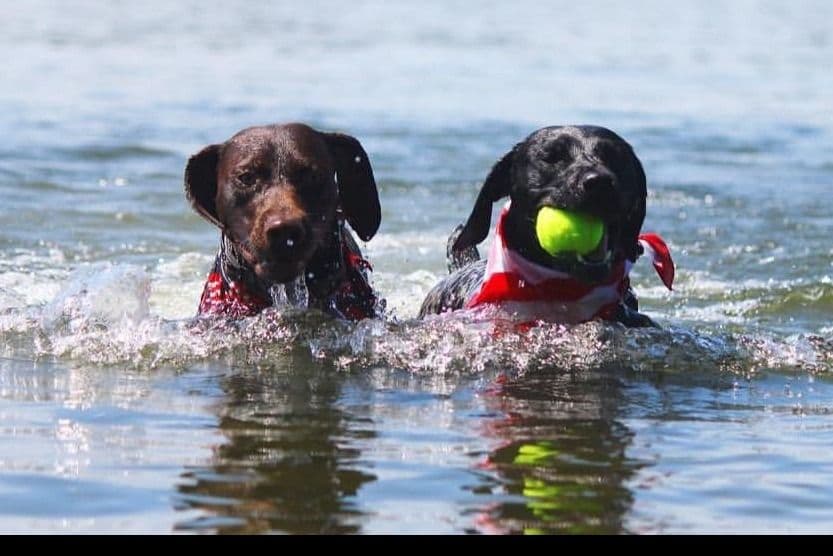 German Shorthaired Pointer Puppies breeder image 21