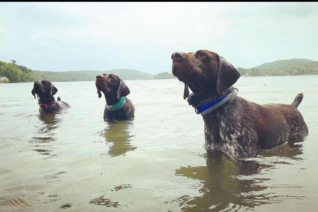 German Shorthaired Pointer Puppies breeder image 1