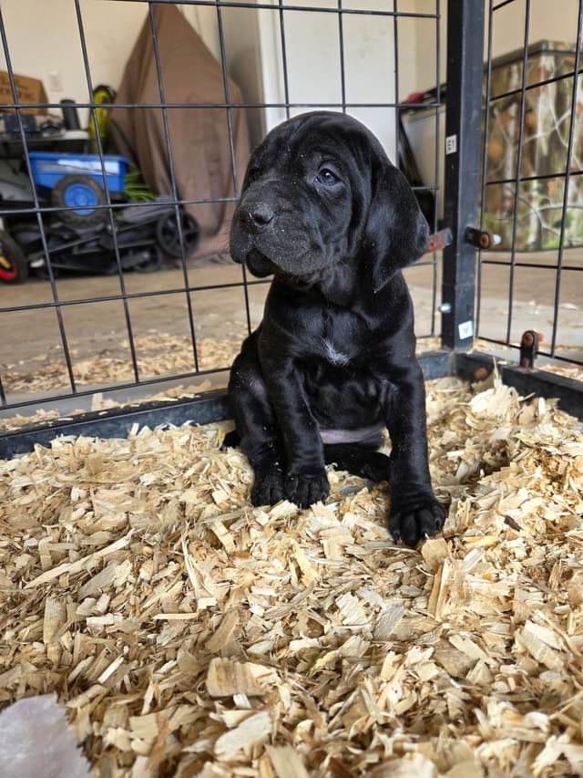 German Shorthaired Pointer Puppies media 2