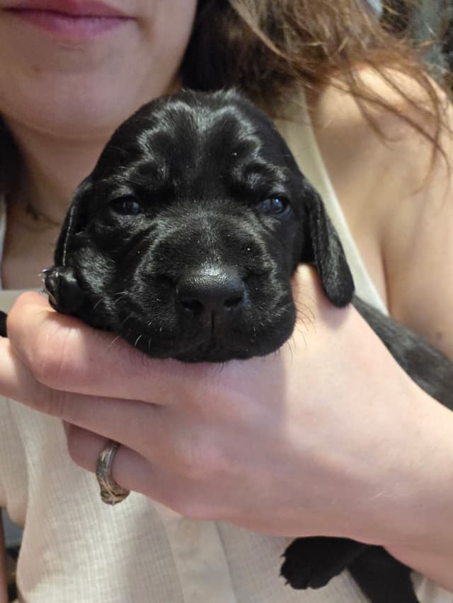 German Shorthaired Pointer Puppies media 3
