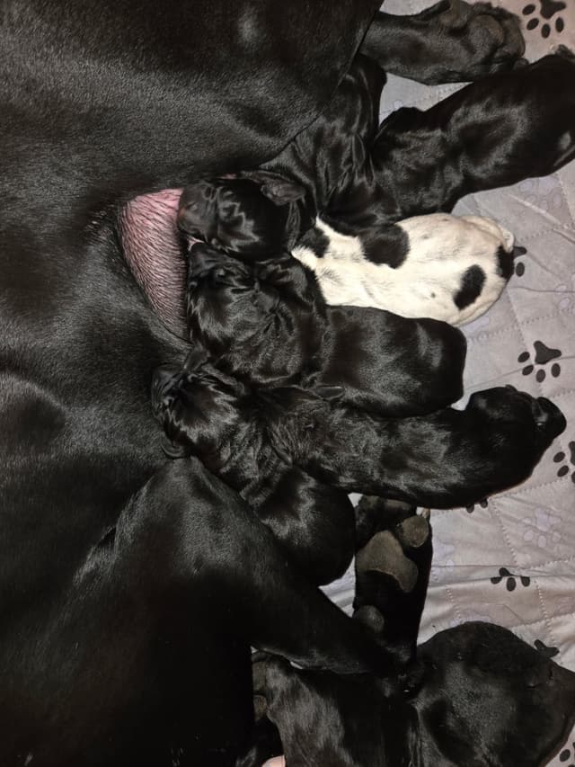 German Shorthaired Pointer Puppies media 4