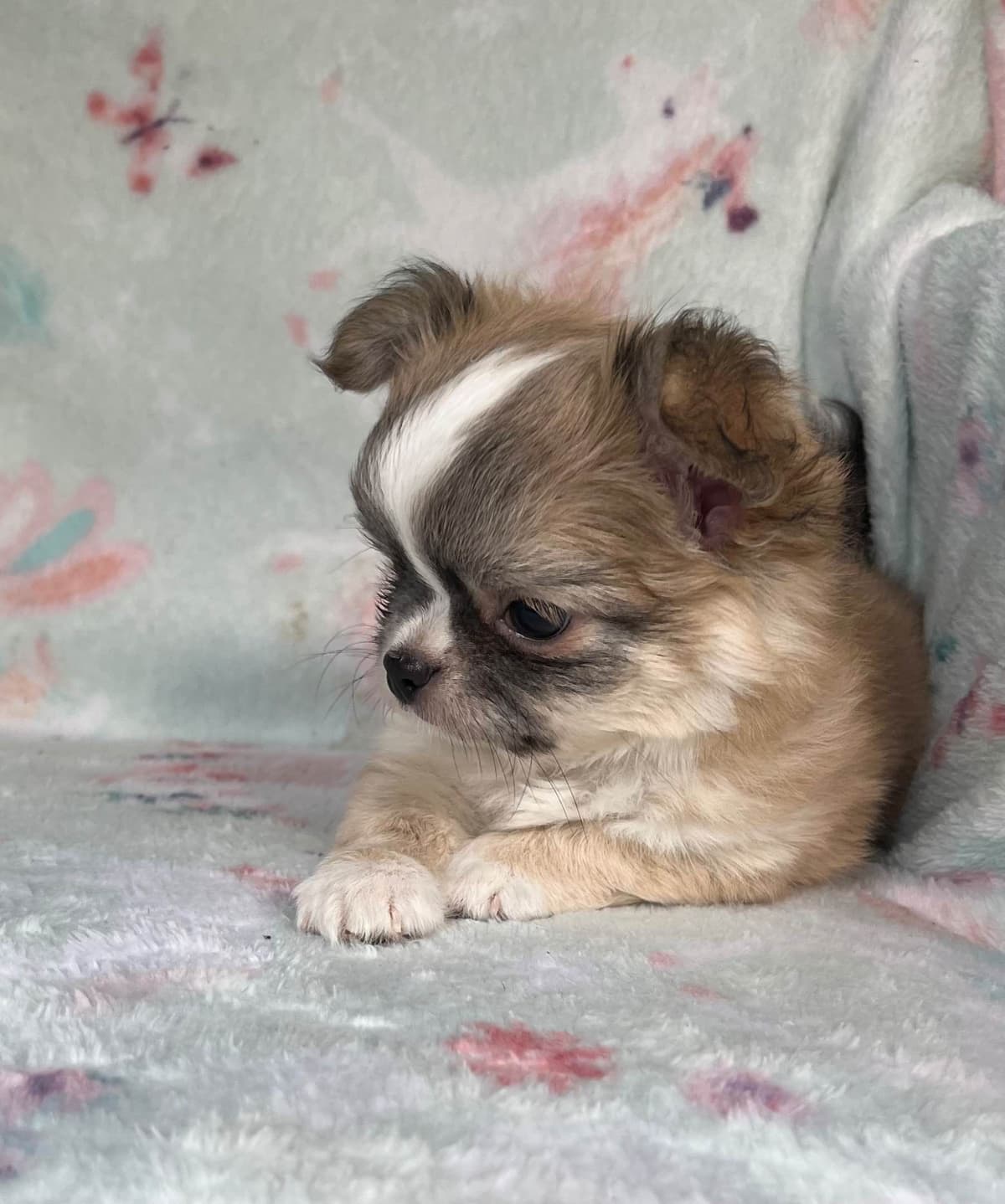 Chihuahua Puppies beautiful babies, boys available breeder image 1