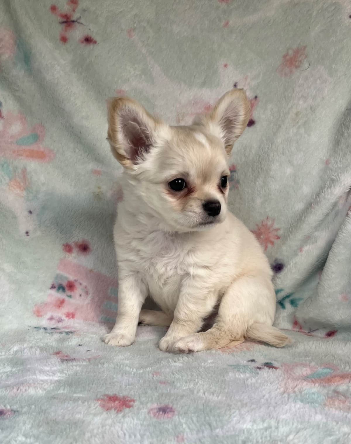 Chihuahua Puppies beautiful babies, boys available breeder image 2