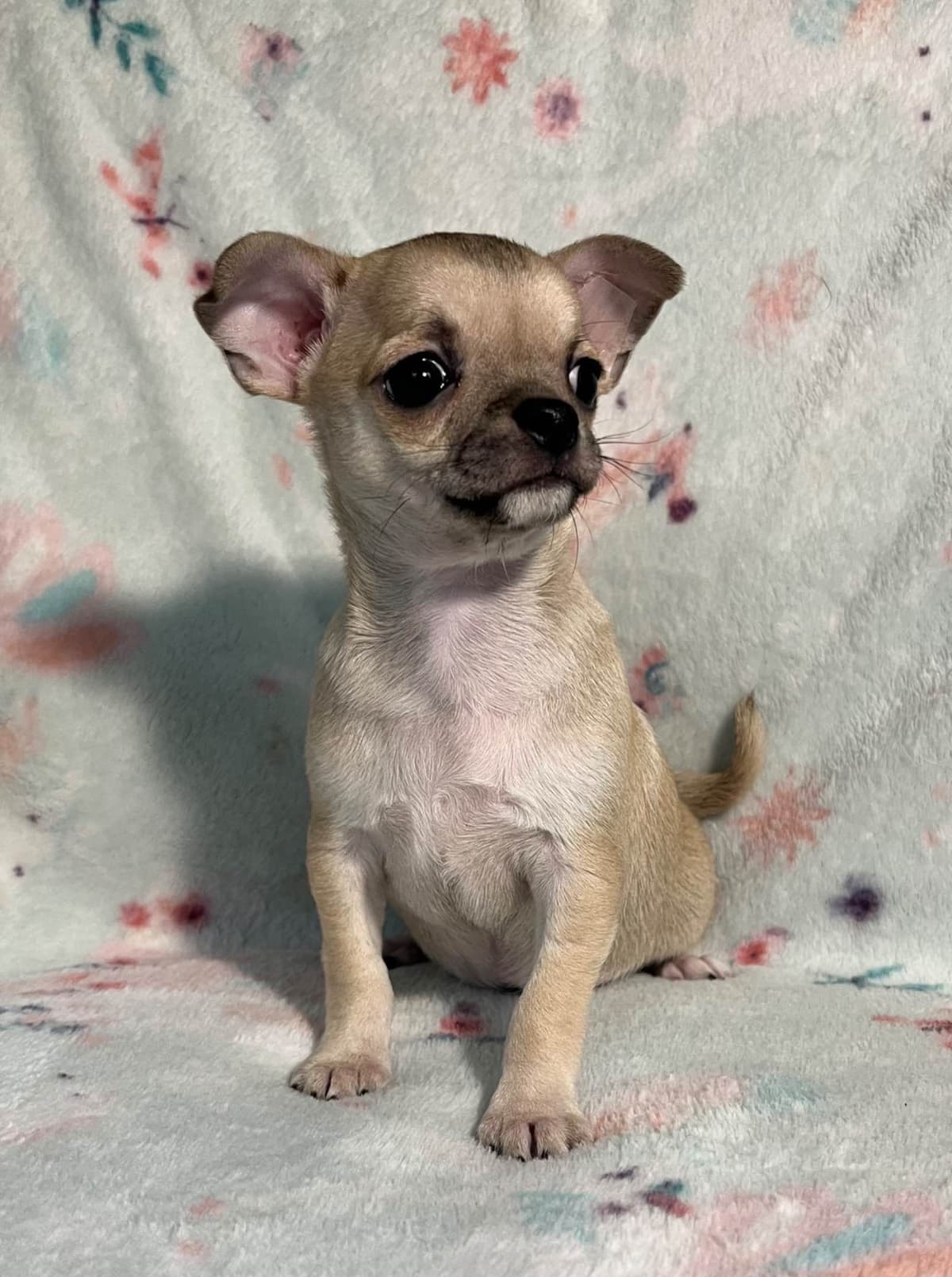 Chihuahua Puppies beautiful babies, boys available breeder image 4