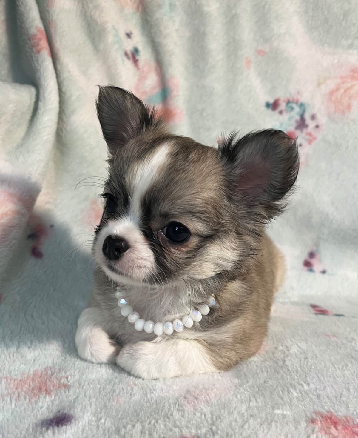 Chihuahua Puppies beautiful babies, boys available breeder image 3