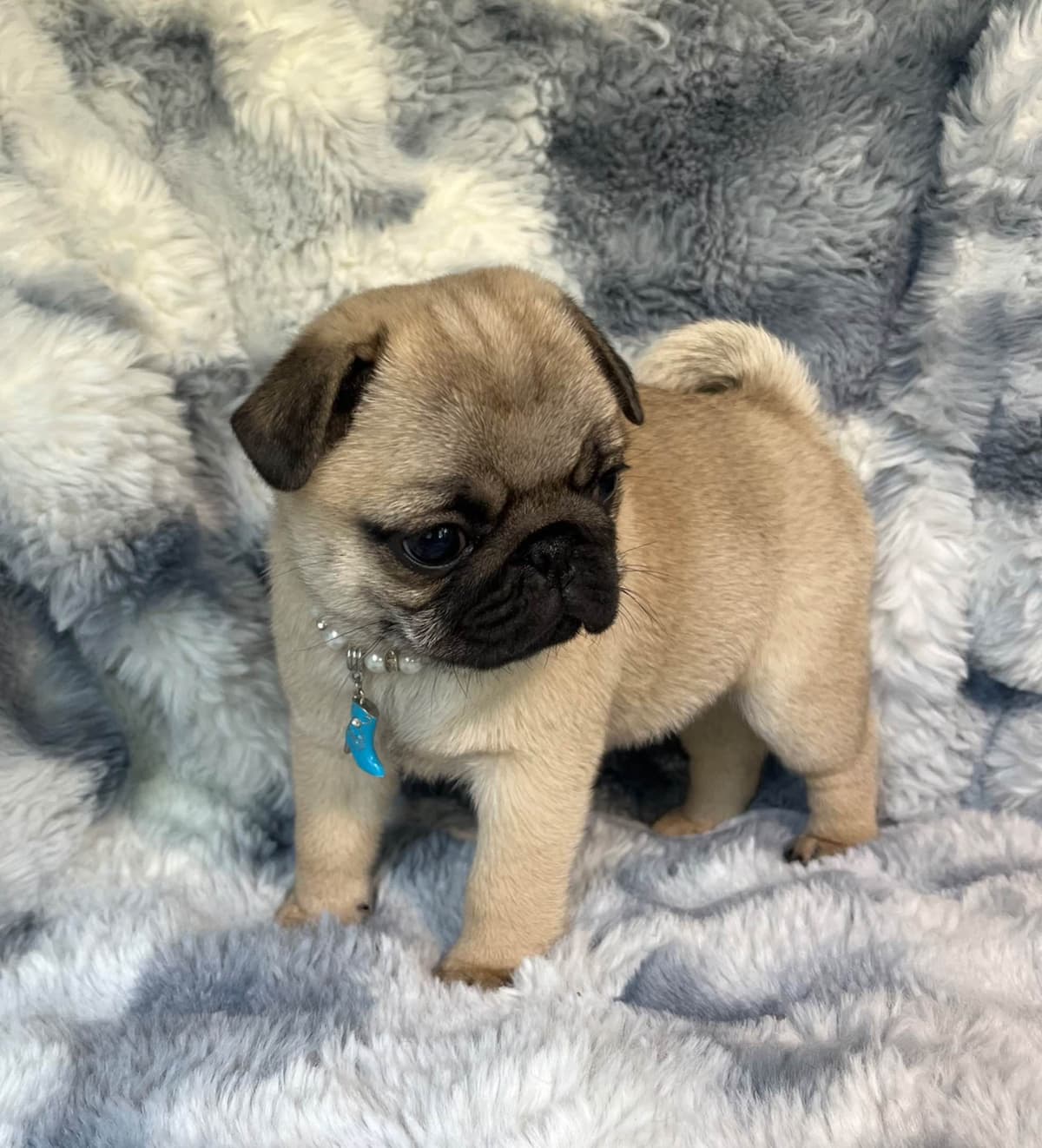 Chihuahua Puppies beautiful babies, boys available breeder image 5