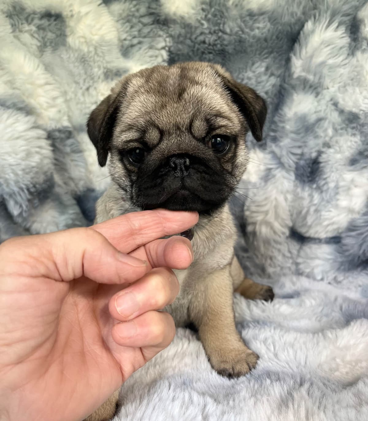 Chihuahua Puppies beautiful babies, boys available breeder image 6
