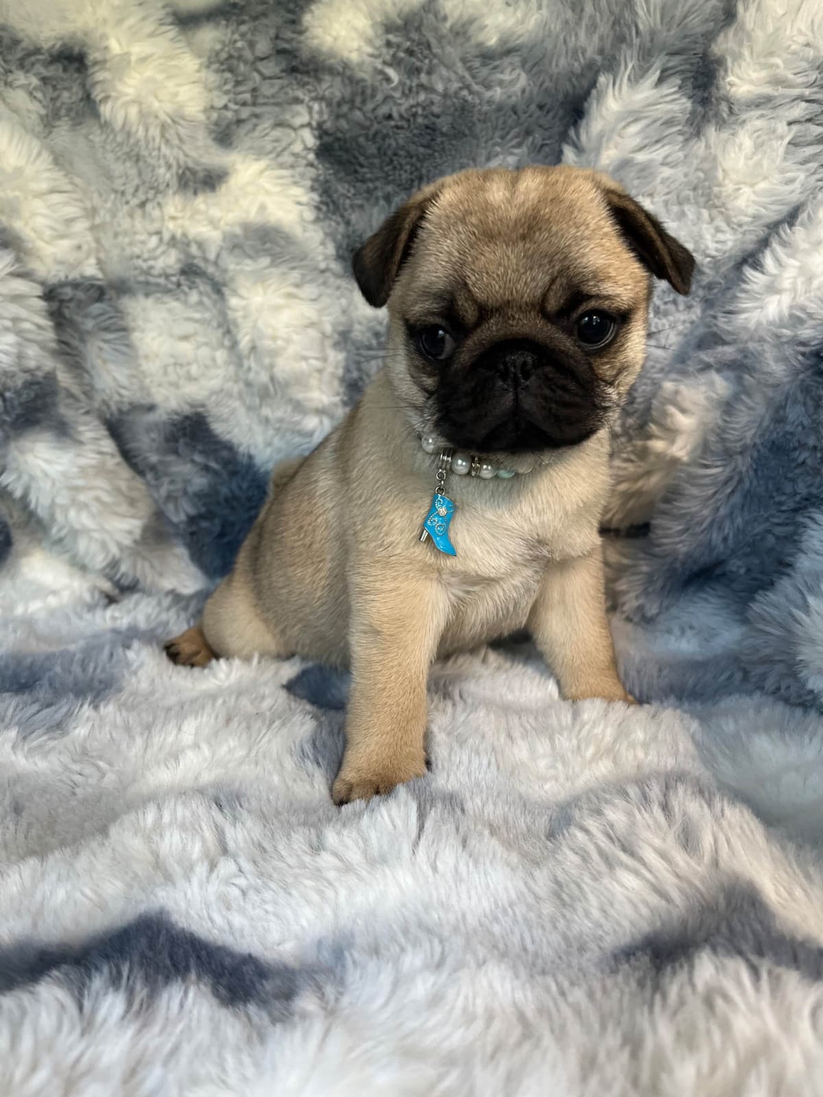 Chihuahua Puppies beautiful babies, boys available breeder image 7