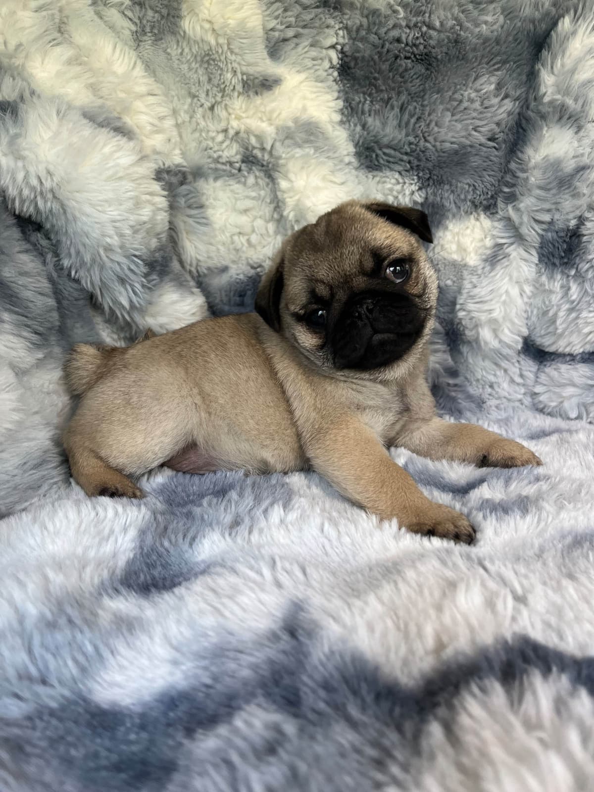 Chihuahua Puppies beautiful babies, boys available breeder image 8