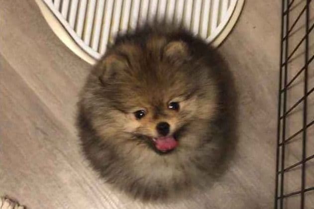 AKC Beautiful Pomeranian Champion Bloodline Puppies breeder image 1