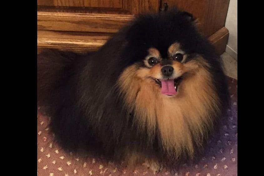 AKC Beautiful Pomeranian Champion Bloodline Puppies breeder image 4