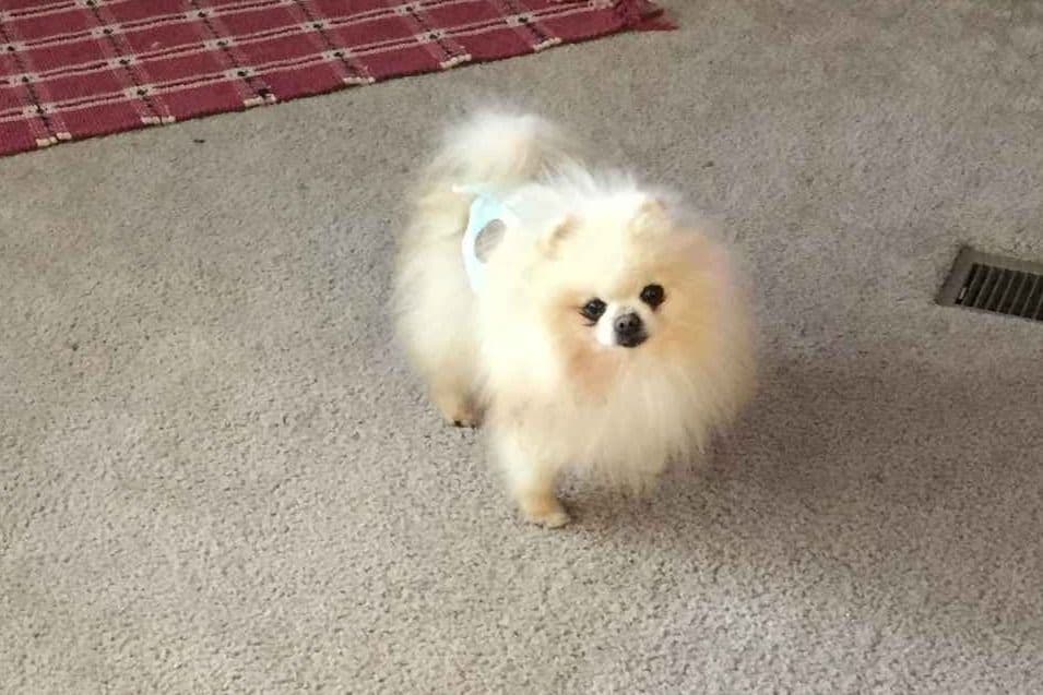 AKC Beautiful Pomeranian Champion Bloodline Puppies breeder image 5