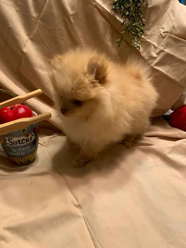 AKC Beautiful Pomeranian Champion Bloodline Puppies media 2