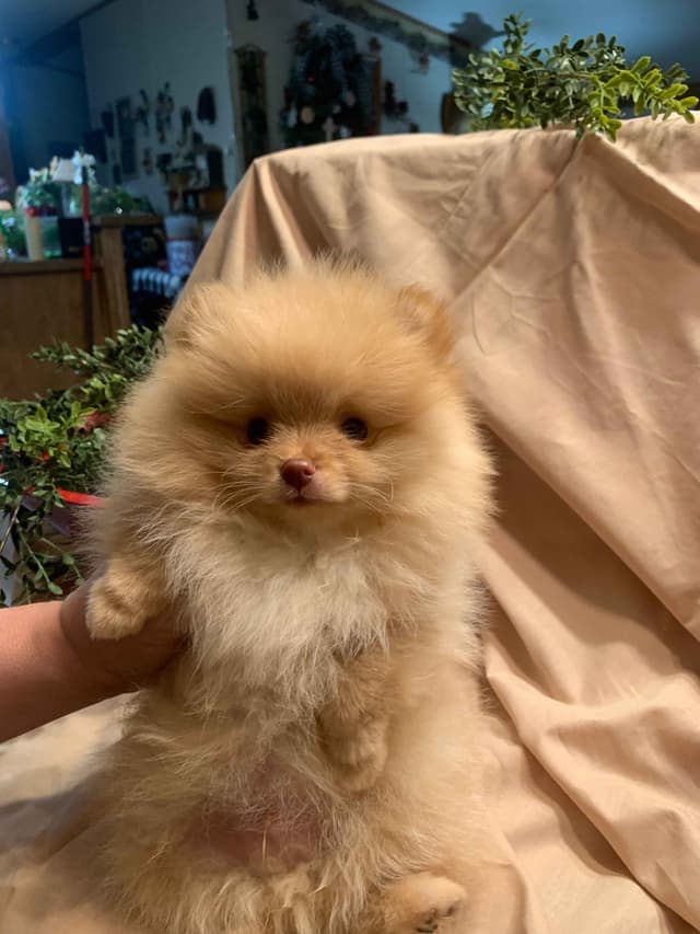 AKC Beautiful Pomeranian Champion Bloodline Puppies media 3