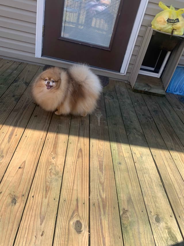 AKC Beautiful Pomeranian Champion Bloodline Puppies media 4