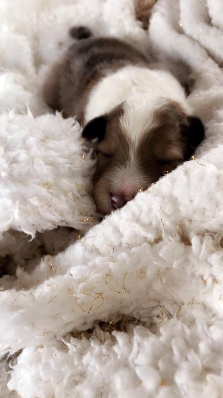 Shetland Sheepdog Puppies breeder image 2