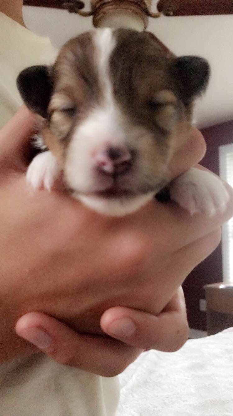 Shetland Sheepdog Puppies breeder image 4