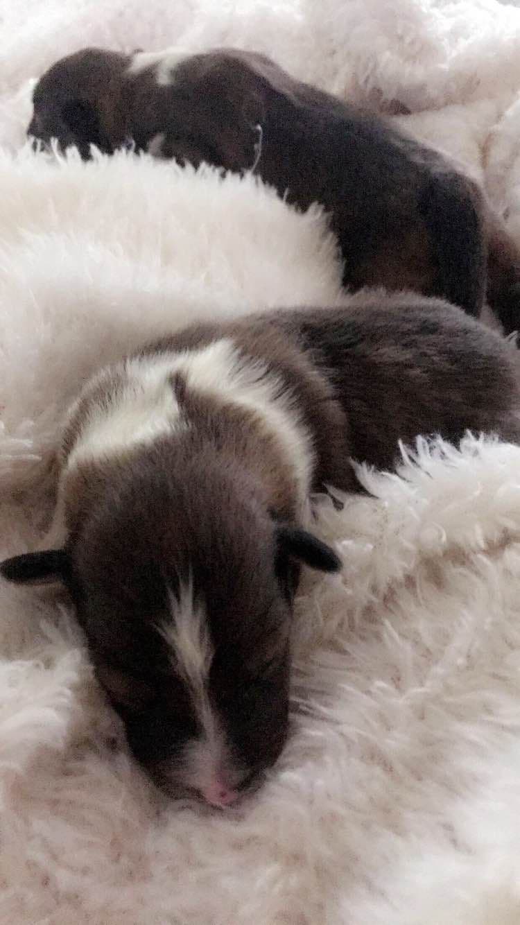 Shetland Sheepdog Puppies breeder image 8