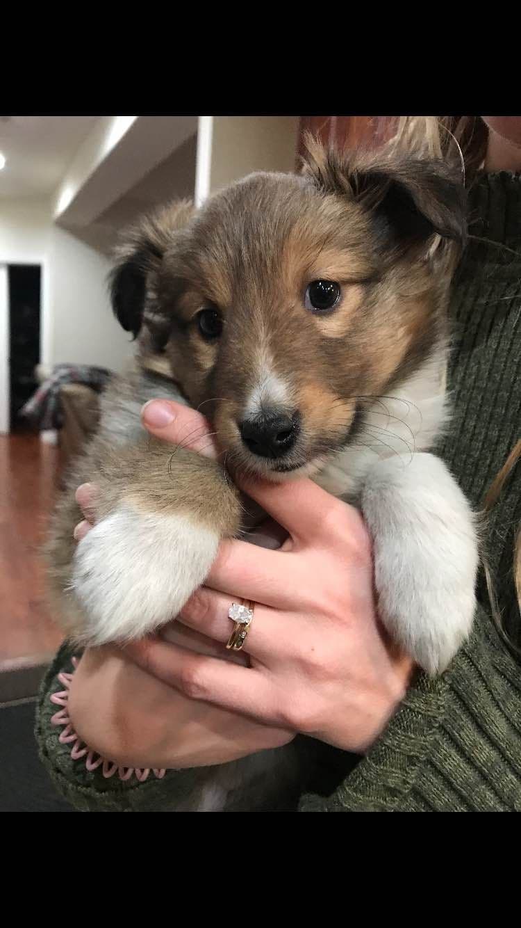Shetland Sheepdog Puppies breeder image 1