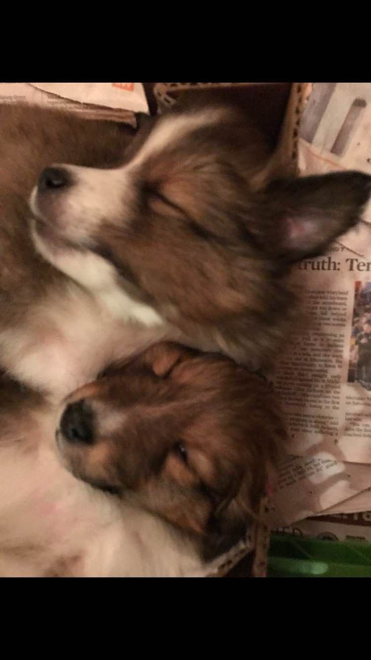 Shetland Sheepdog Puppies breeder image 3