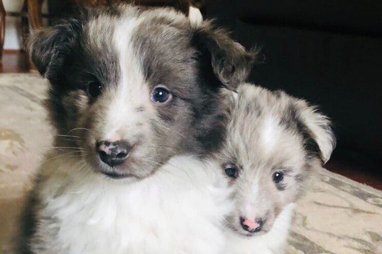 Shetland Sheepdog Puppies breeder image 7