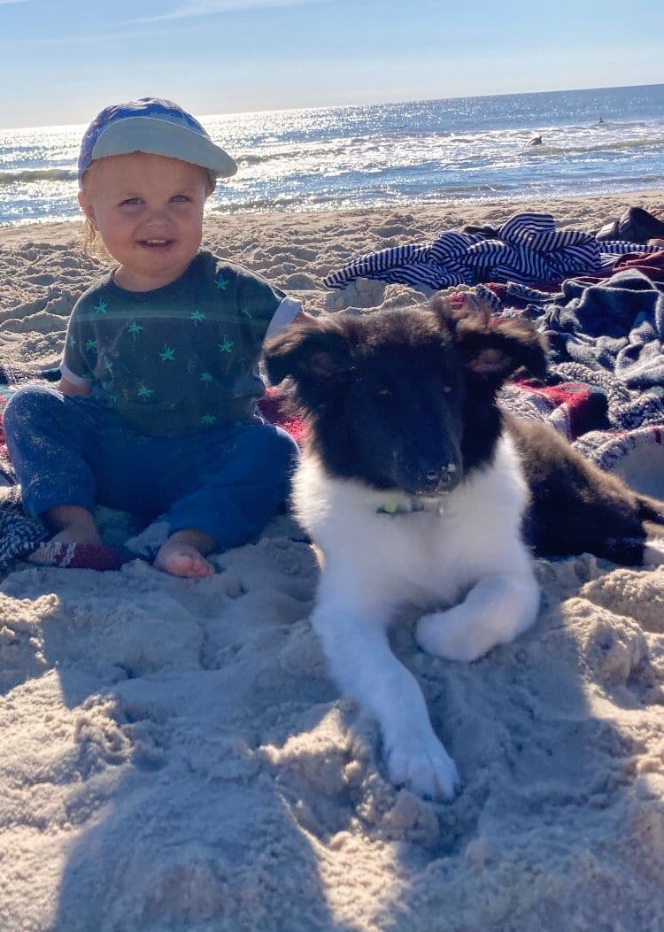 Shetland Sheepdog Puppies breeder image 14