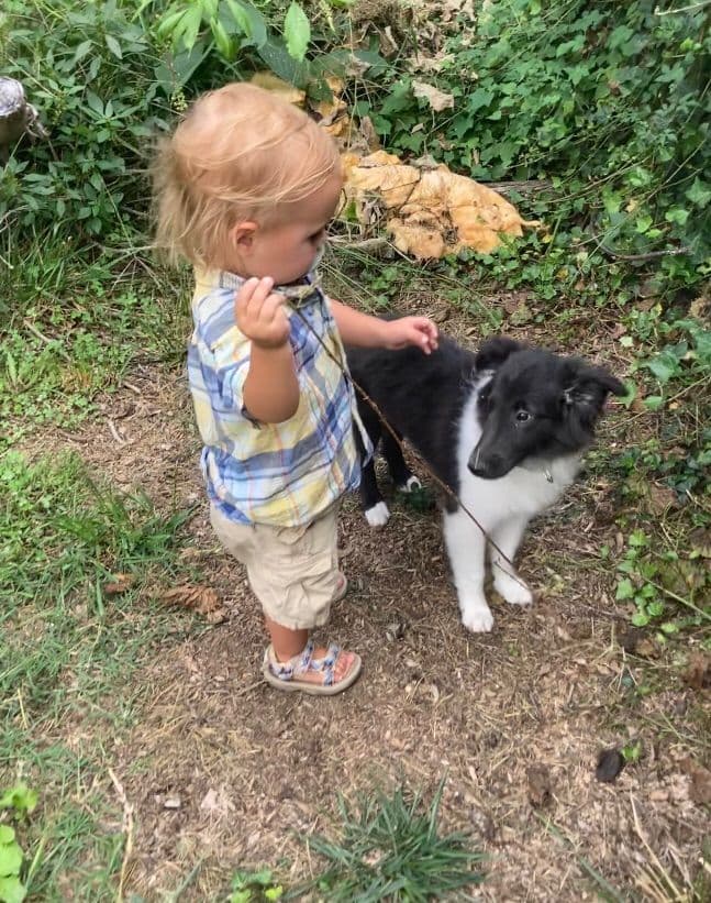 Shetland Sheepdog Puppies breeder image 10