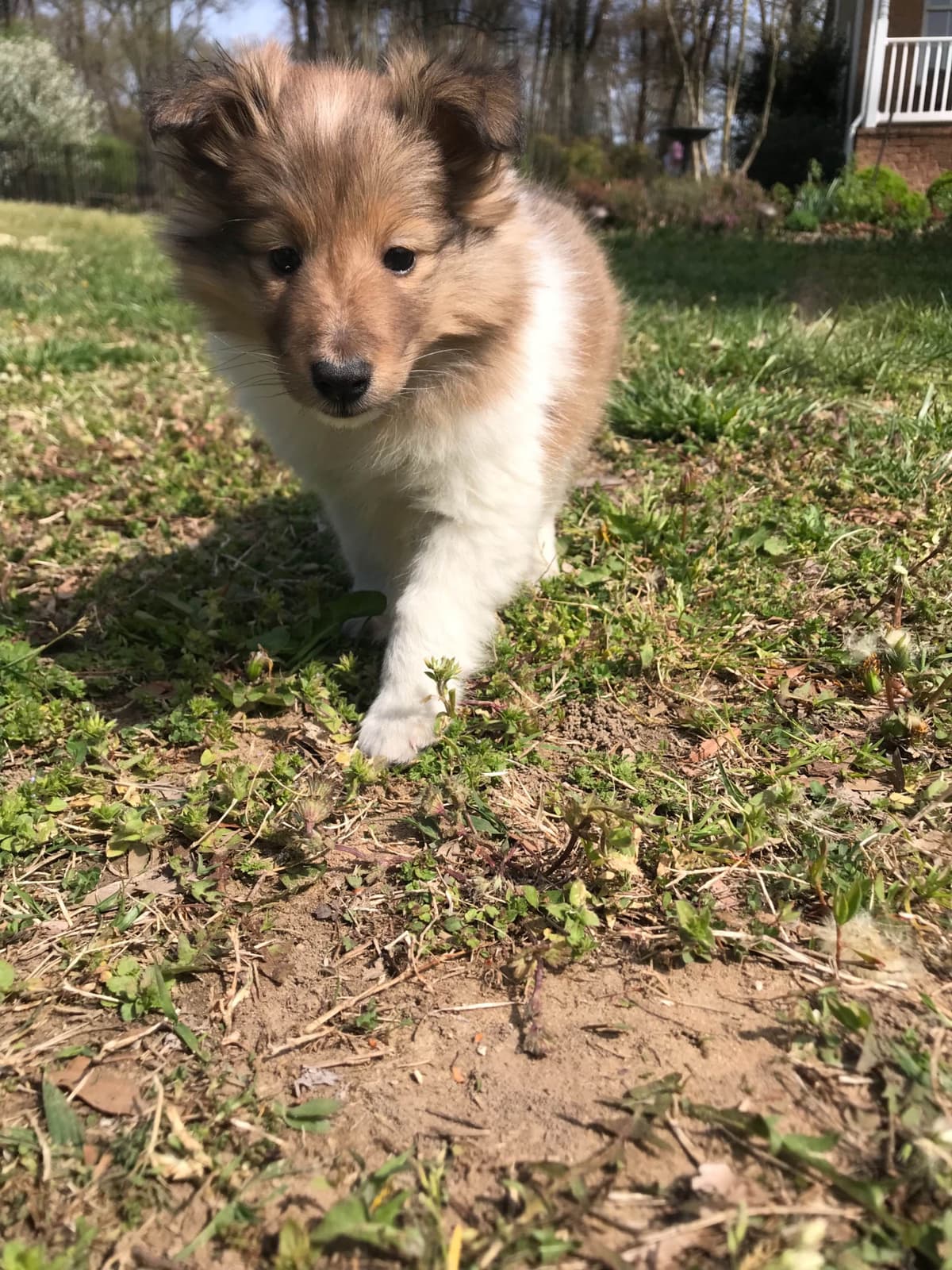 Shetland Sheepdog Puppies breeder image 11