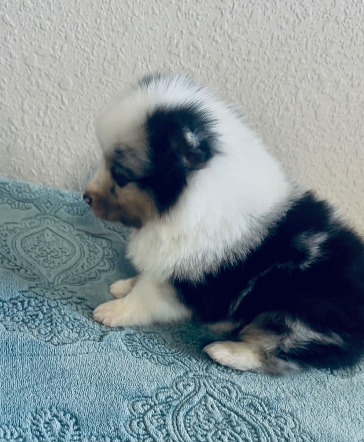 Shetland Sheepdog Puppies breeder image 15