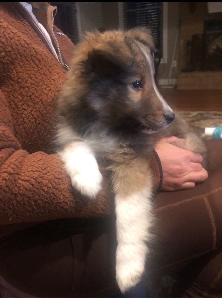 Shetland Sheepdog Puppies breeder image 18